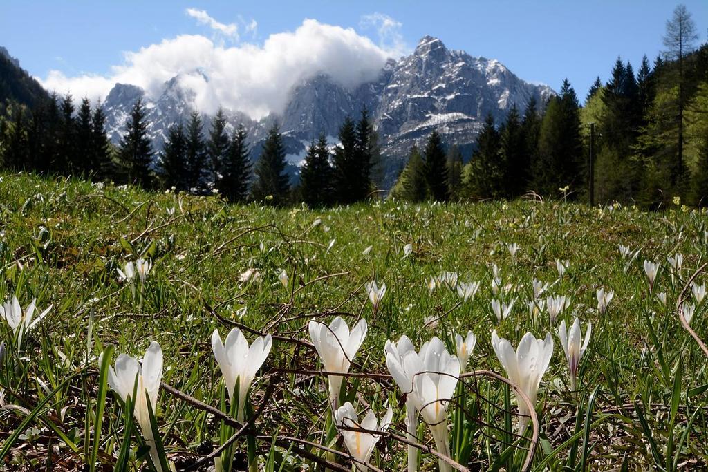 克拉尼斯卡戈拉Alpine Spot公寓 外观 照片